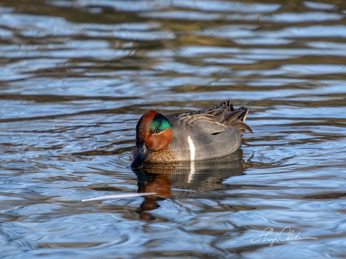 Sheryl Checkman tweet media