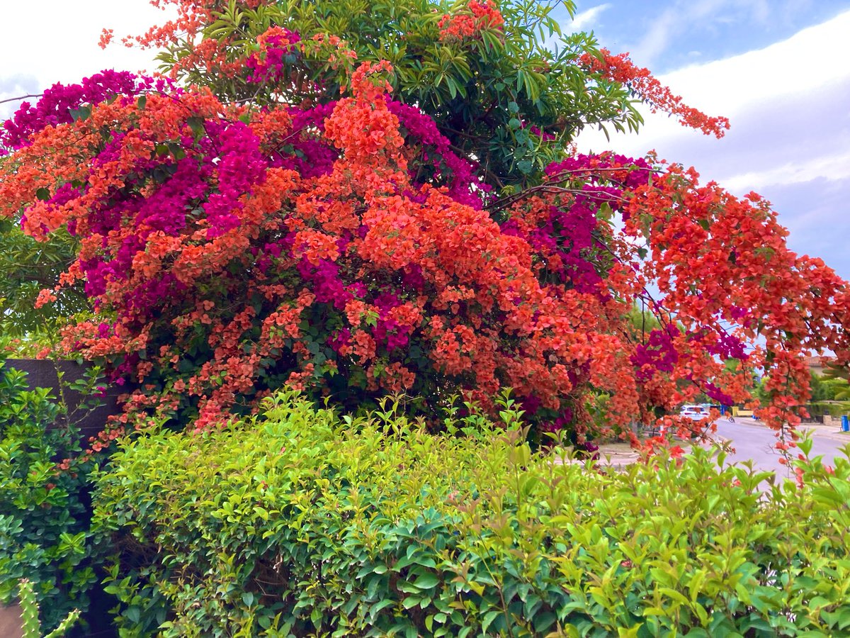 ajafri5's tweet photo. Fresh air, fresh blooms https://t.co/1taKh07oFR