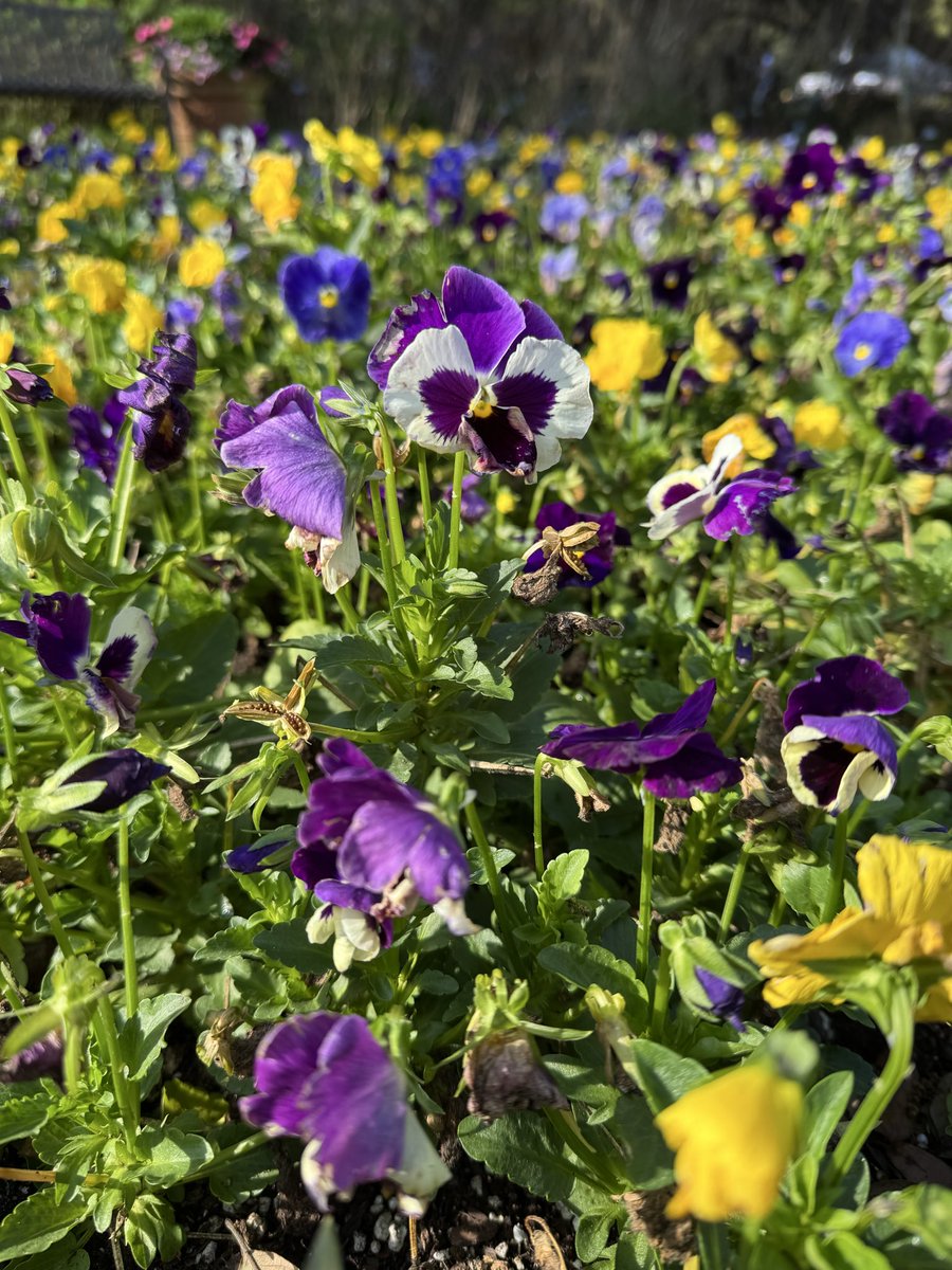 dolbyl's tweet image. Today is the Plant 🪴 Sale at Harry P. Leu Gardens…such a gorgeous day! #optoutside #getoutside #lovefl #gardens