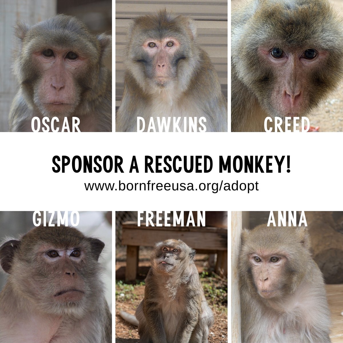 Born Free USA tweet media