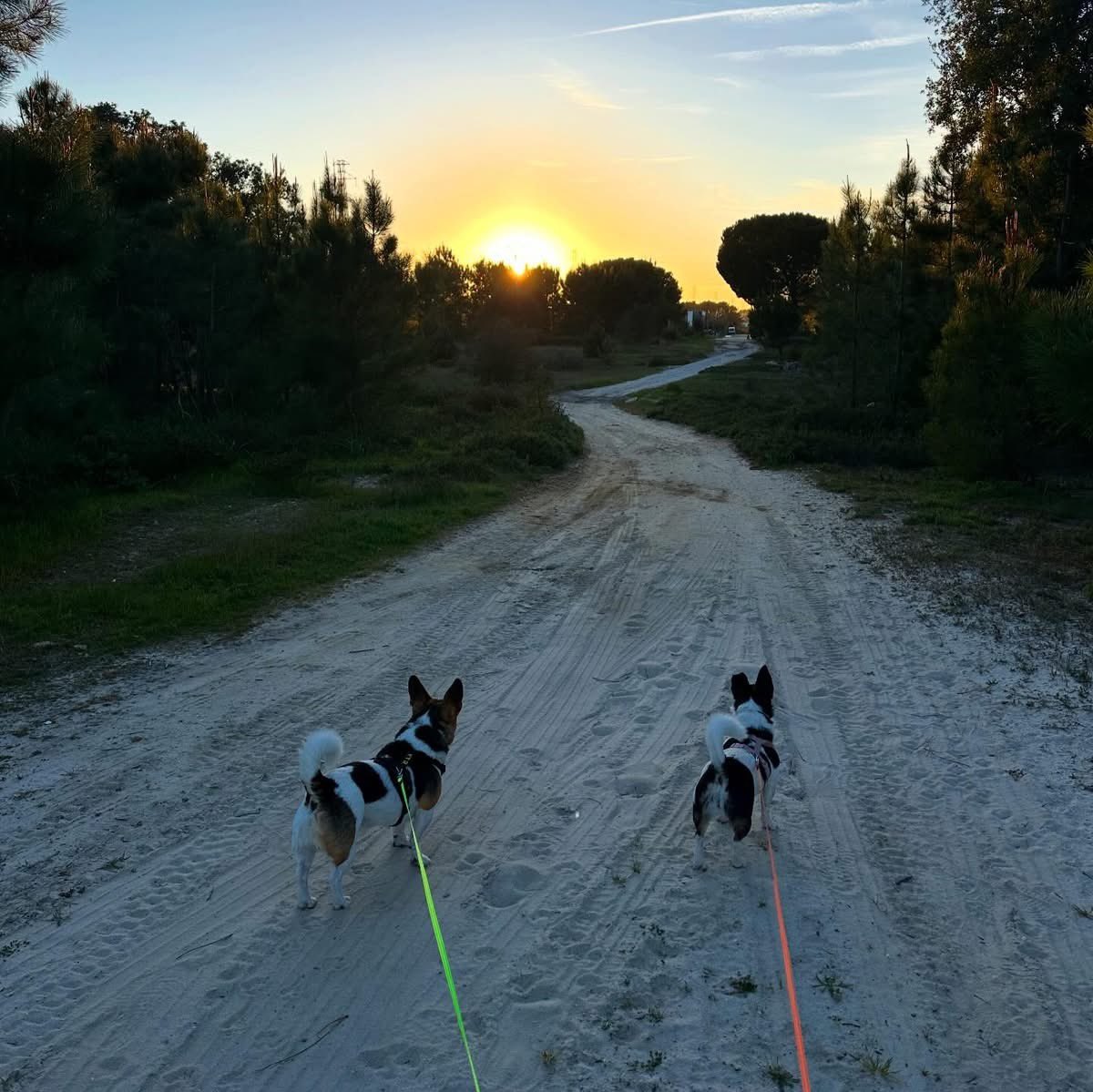 César Sá tweet media