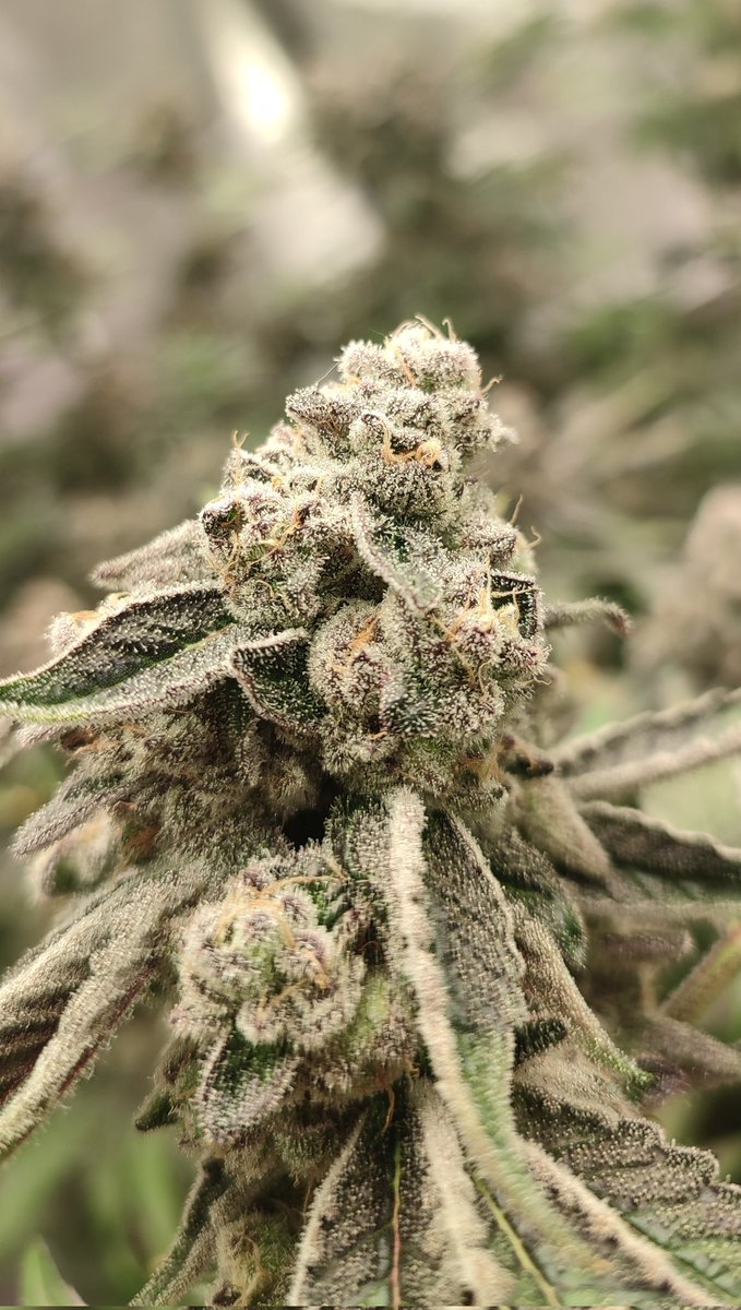 ✨Mikrobenkraft🌱 tweet media