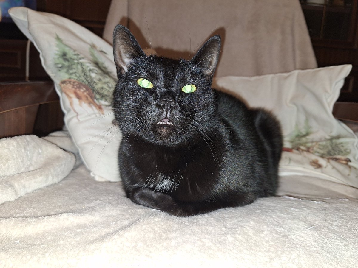 Karolina z Mazowsza tweet media