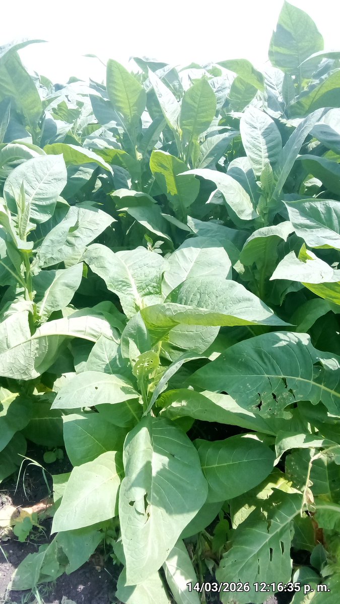 Anelys Ramírez González tweet media