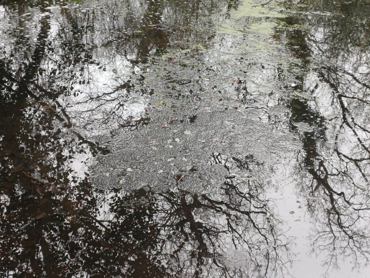 Wirral Amphibian & Reptile Group (WiARG) tweet media