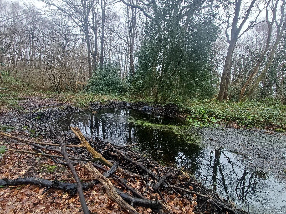 Wirral Amphibian & Reptile Group (WiARG) tweet media