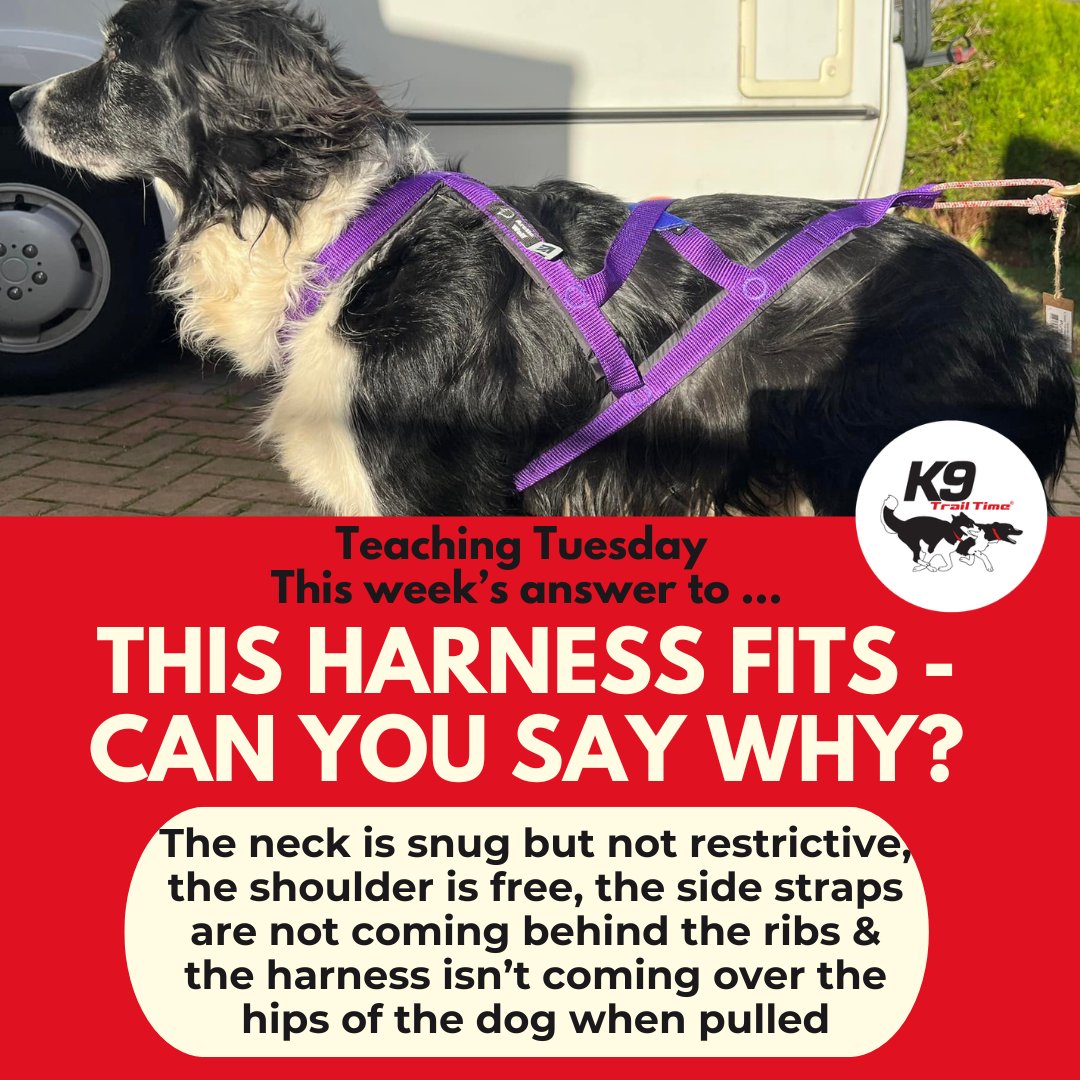 K9 Trail Time tweet media