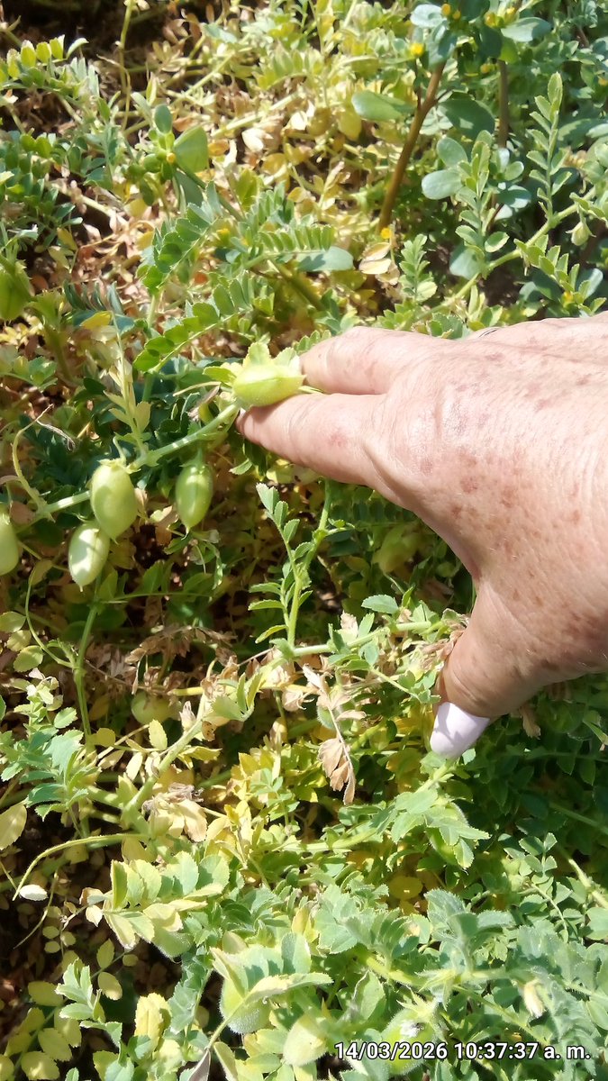 Anelys Ramírez González tweet media