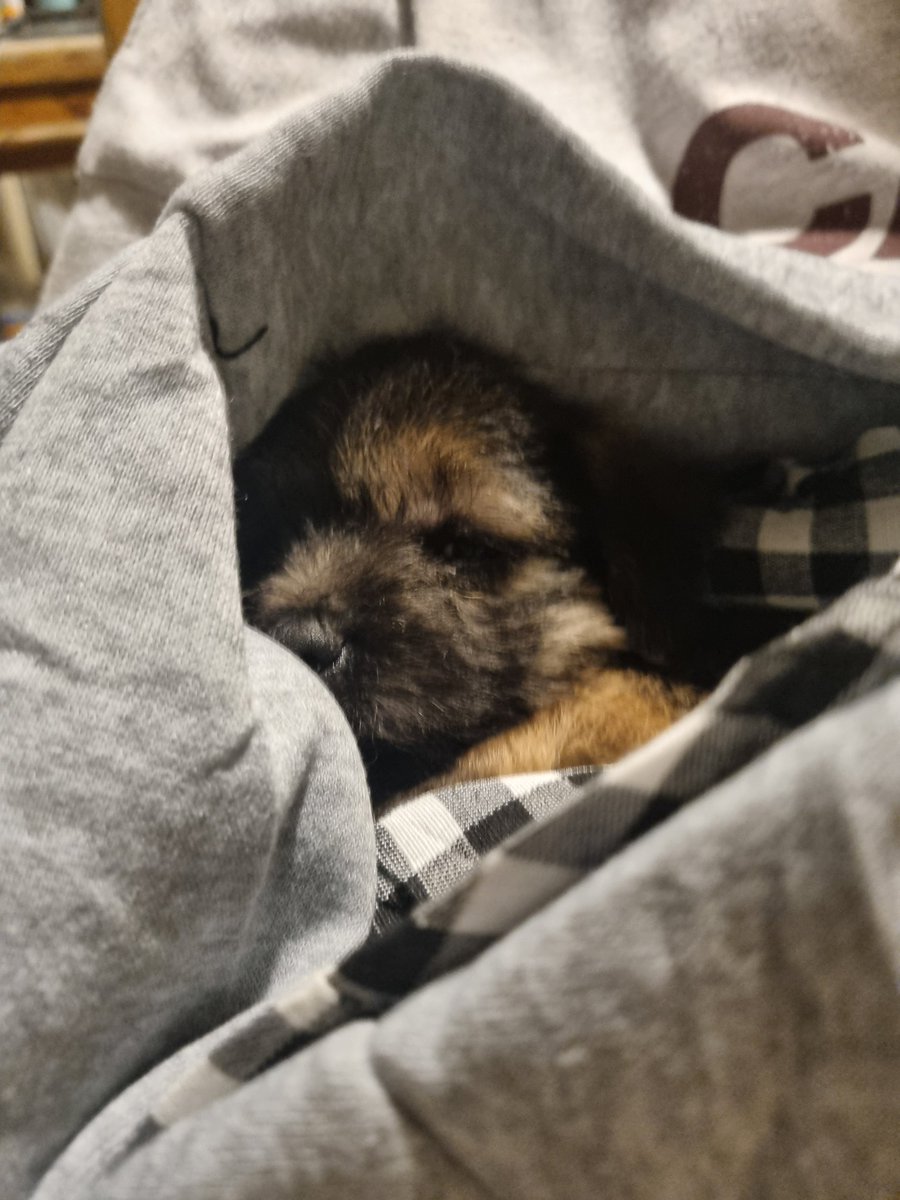 Reginald Barkley - smol fat potato! tweet media