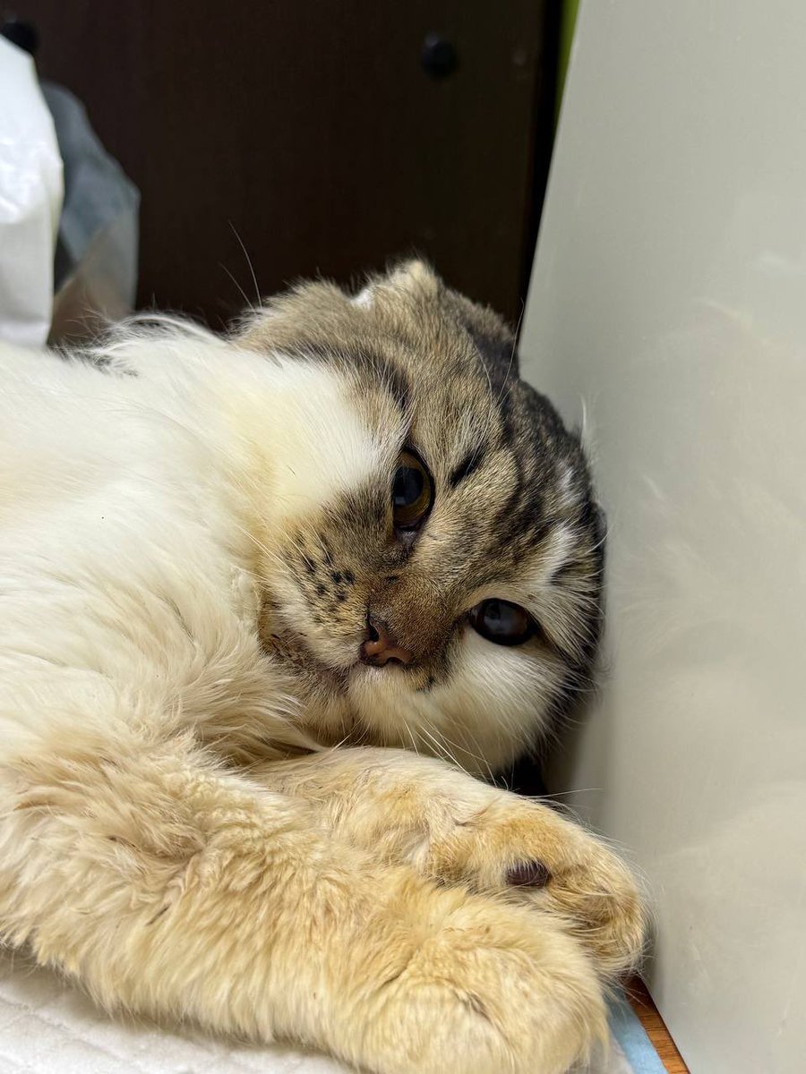 Zhenyle4ka tweet media