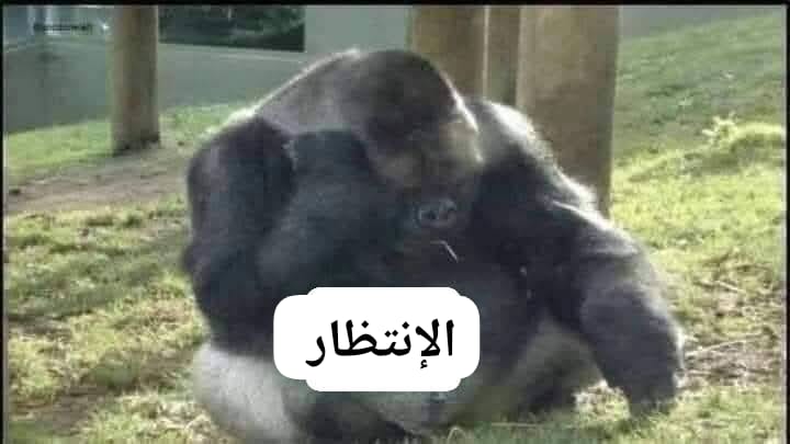 المِجَاهِد الأَخِير 🗿 tweet media