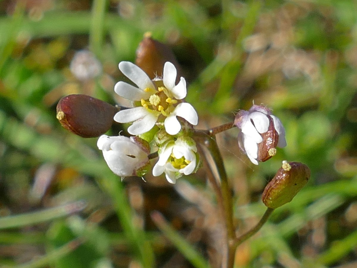 Three #whiteflowers from my walk yesterday at Streatley (W. Berks) - hairy bittercress, common chickweed and common whitlowgrass. #wildflowerhour