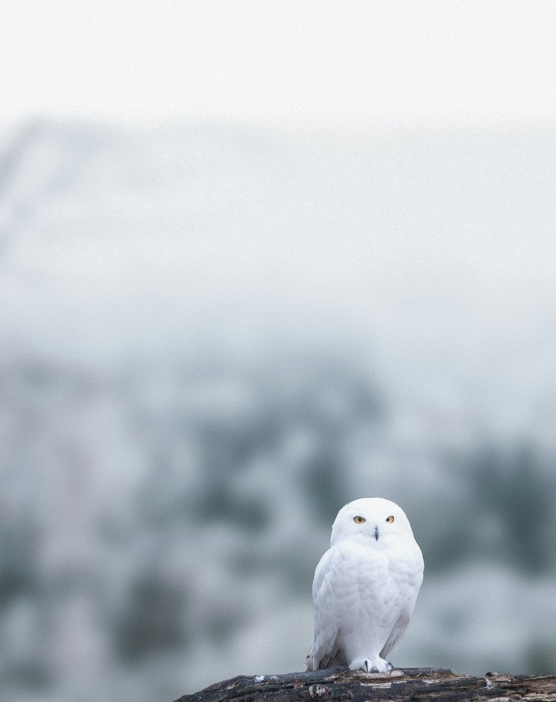 iCreator 🏛️ tweet media