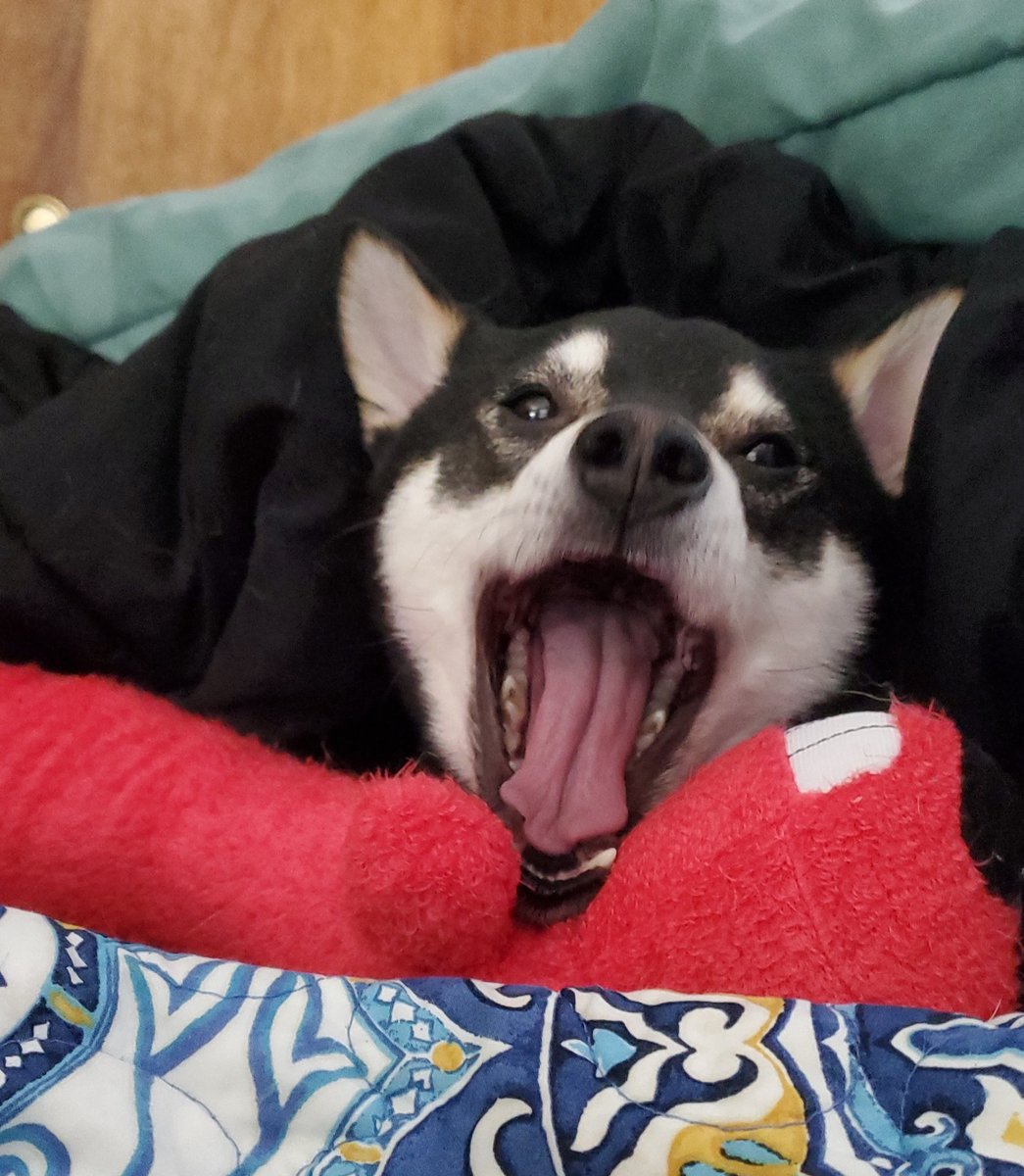 PuppetGoose tweet media