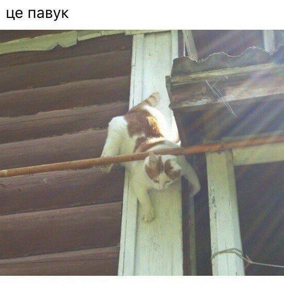 vladbashkv's tweet photo. @pebsckwqj https://t.co/xyzrMrPG36