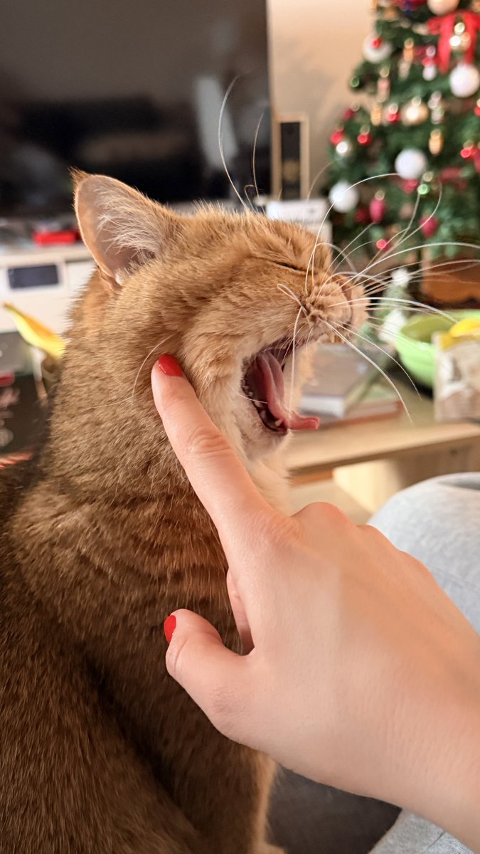 буп -буп🐾
*так. на фоні досі стоїть новорічна ялинка 🙂‍↕️*