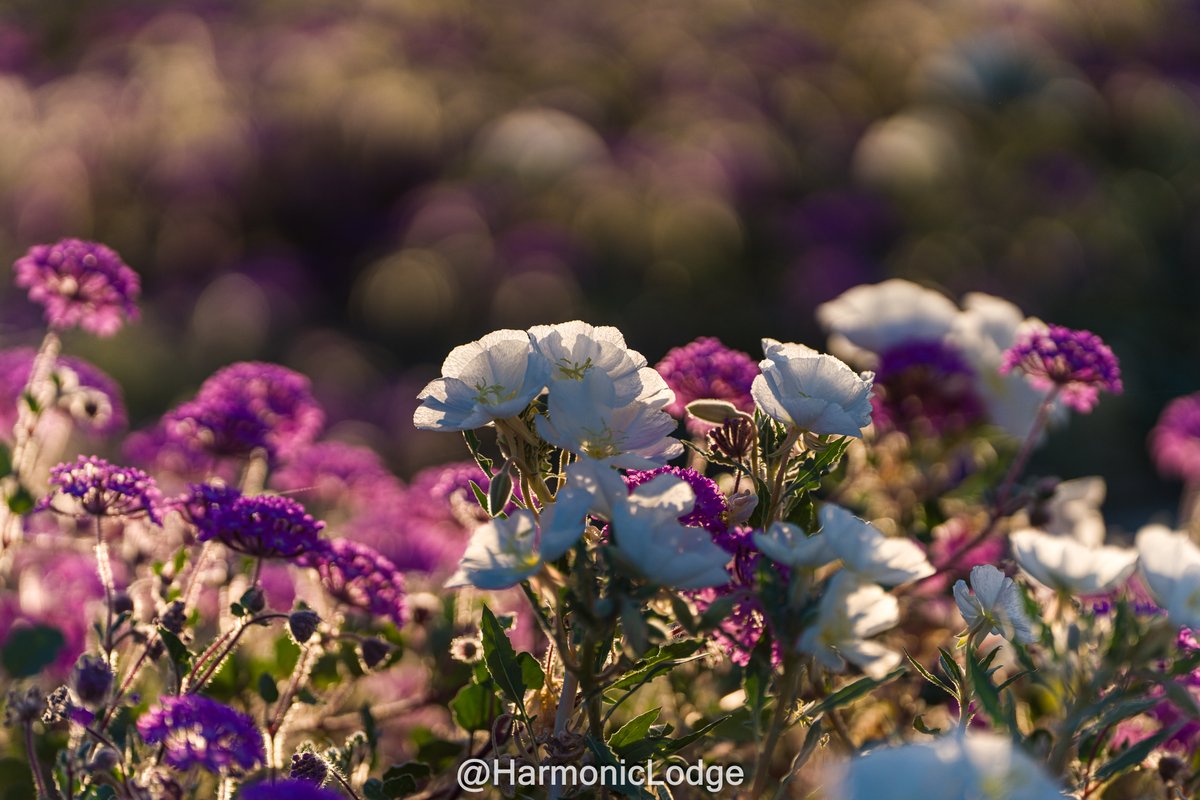 HarmonicLodge (Michael) tweet media