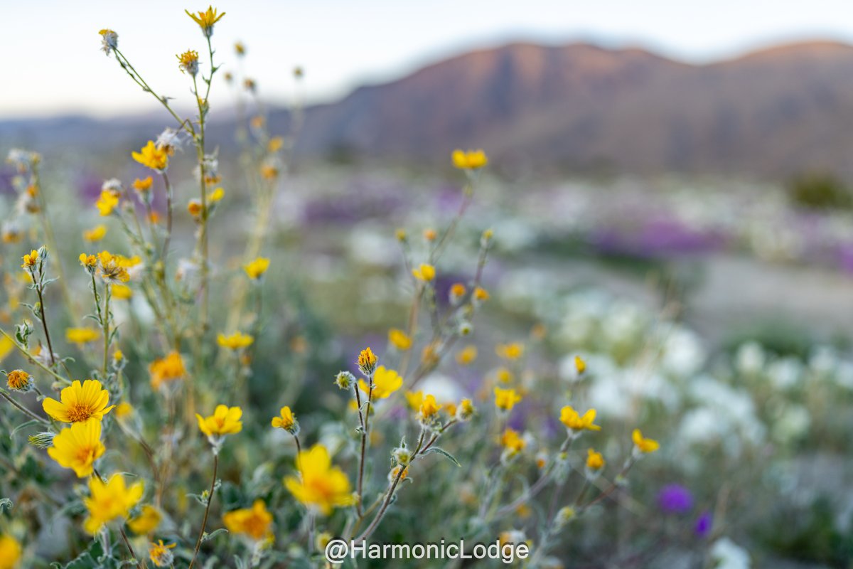 HarmonicLodge (Michael) tweet media