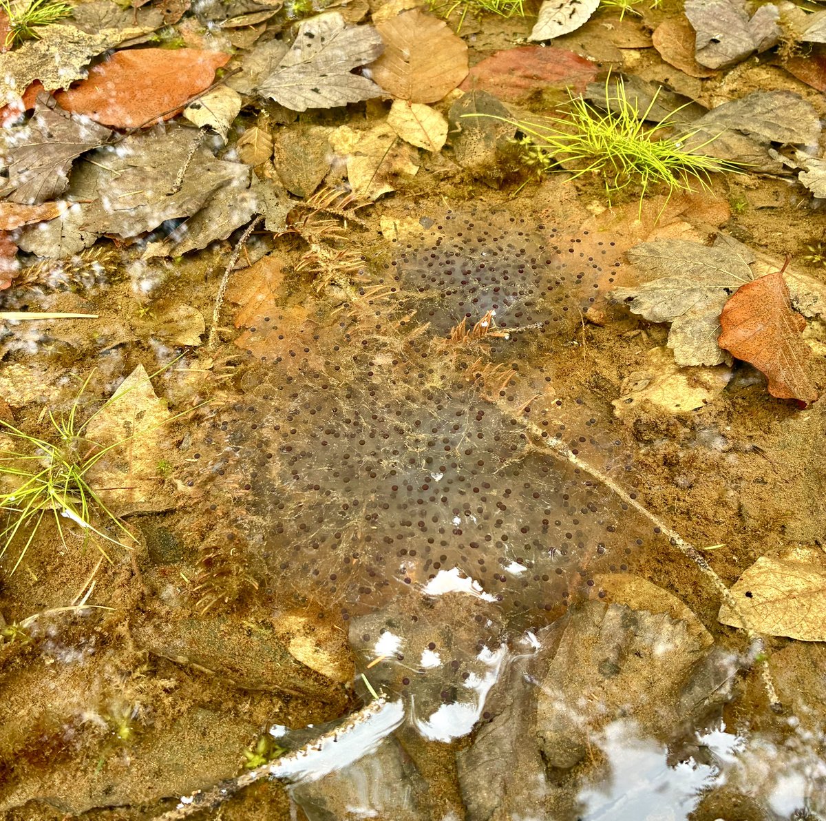 Muriel Gray tweet media