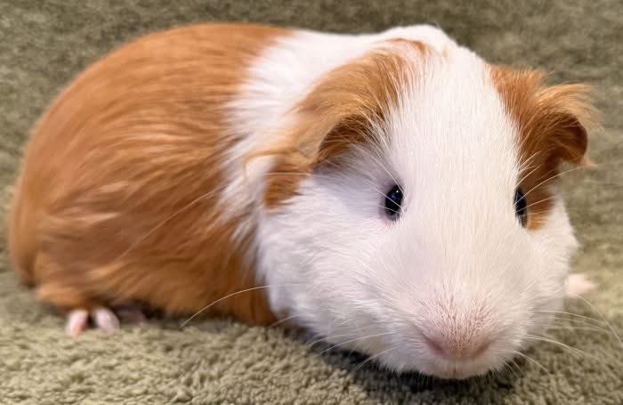 Critter Corral GPR tweet media