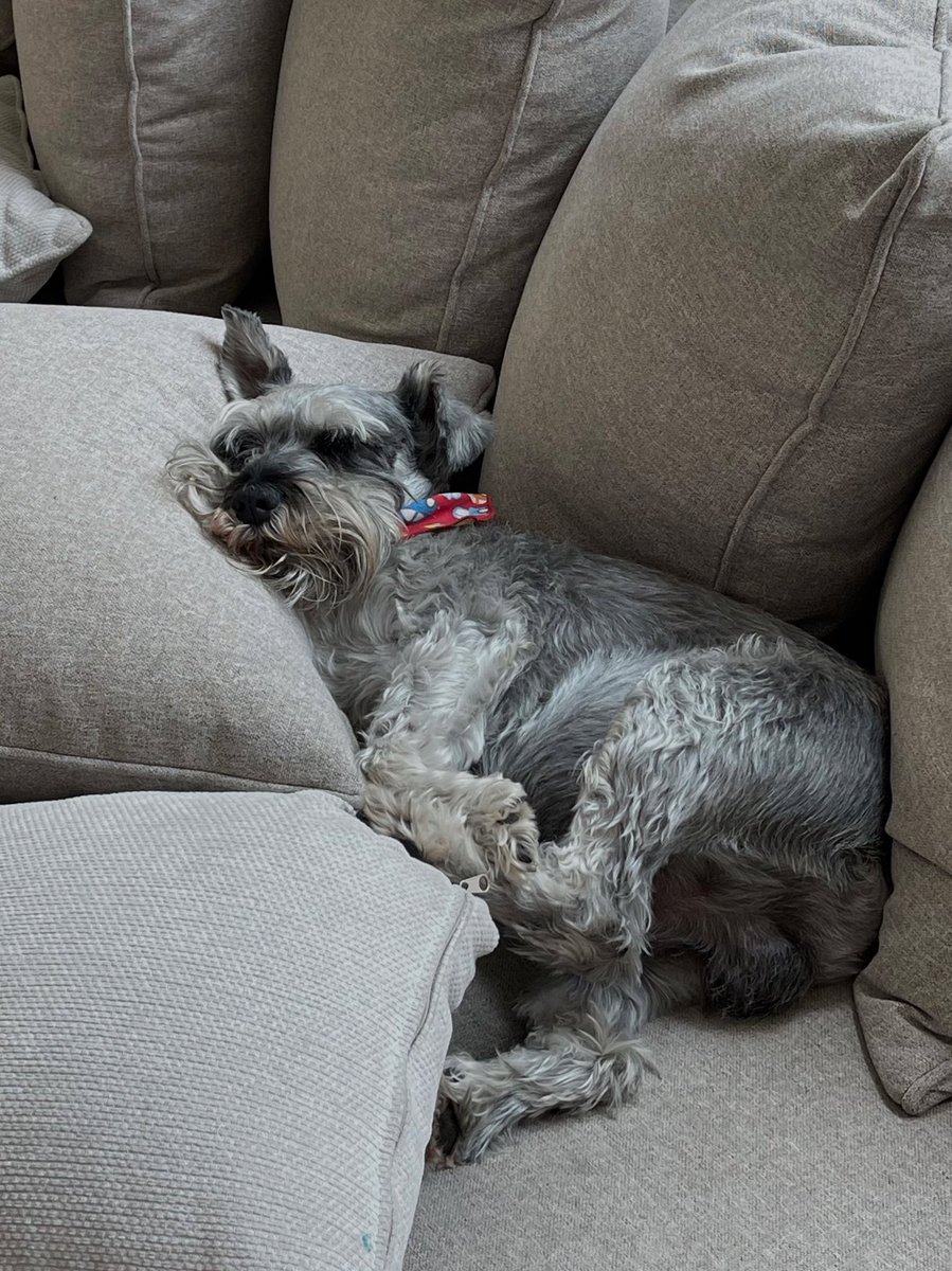 odeth_e's tweet photo. Una vez en mi vida, por siempre en mi corazón 🤍🐶 https://t.co/y9sp82oZUG