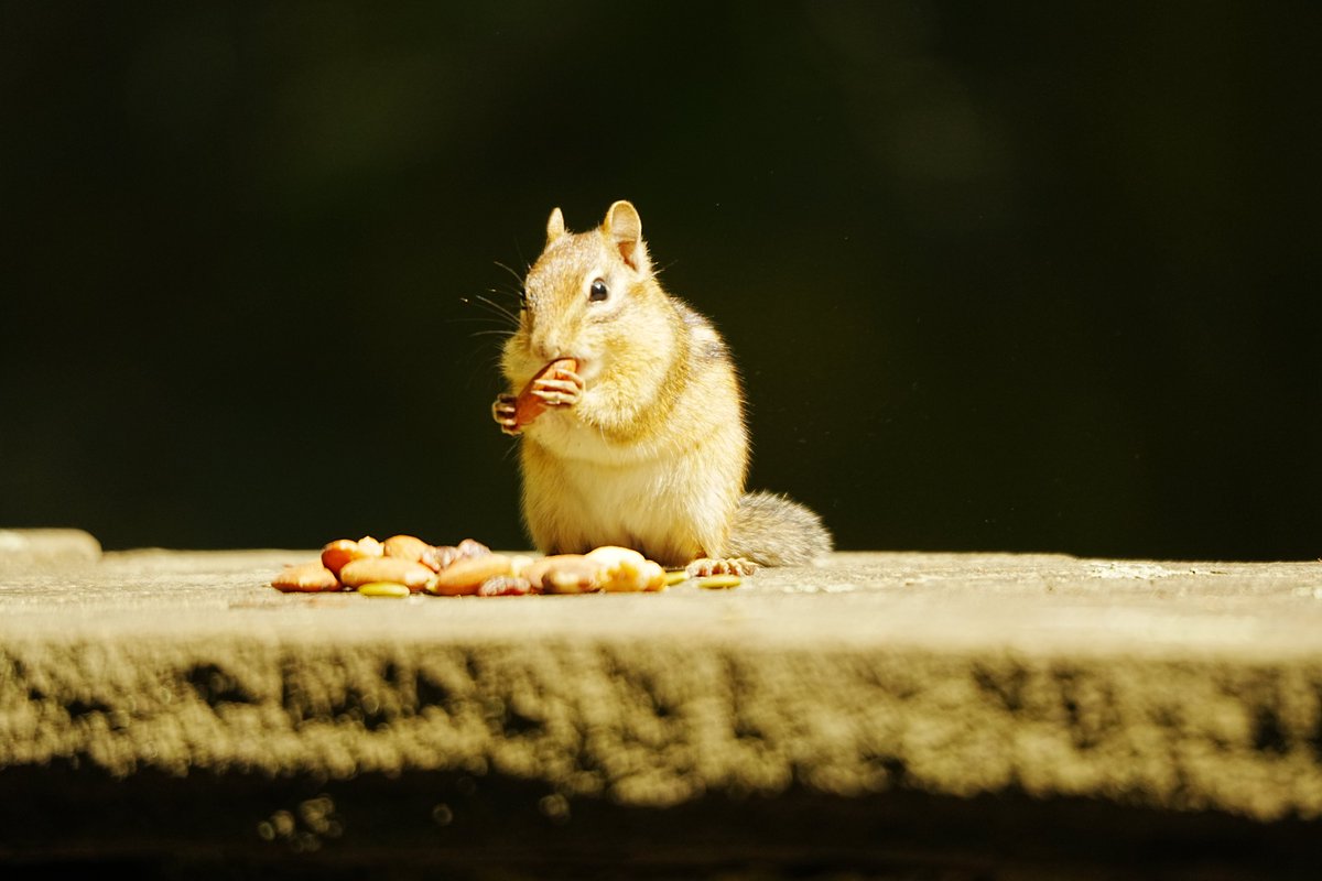 Michael Levin tweet media