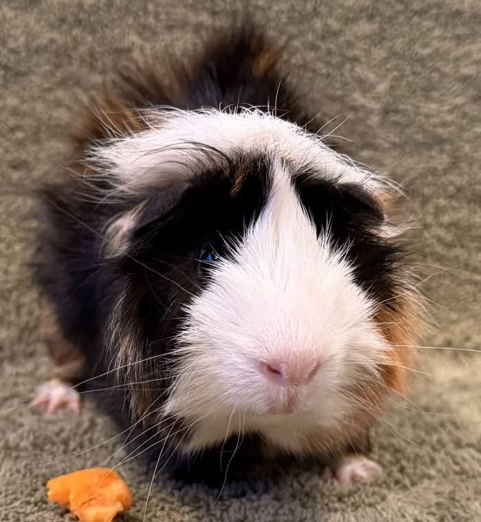 Critter Corral GPR tweet media