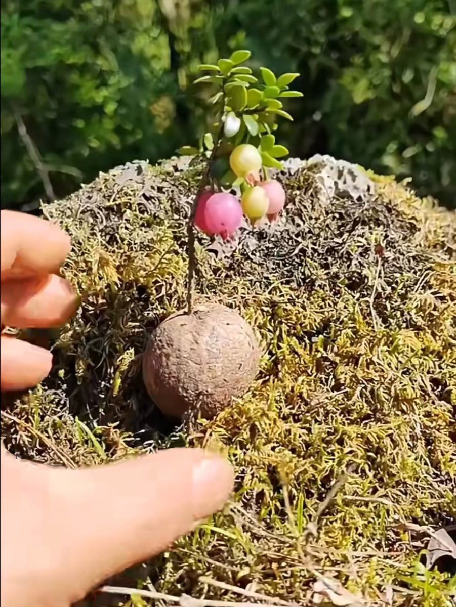 Metehan Alacacı tweet media