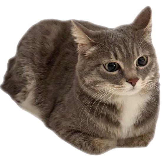 love: honeymoon era ʚଓ tweet media