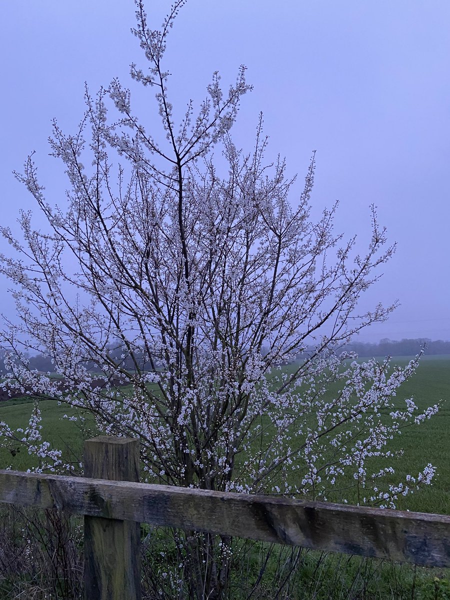 Julie RN 💙💜💛🎗 tweet media