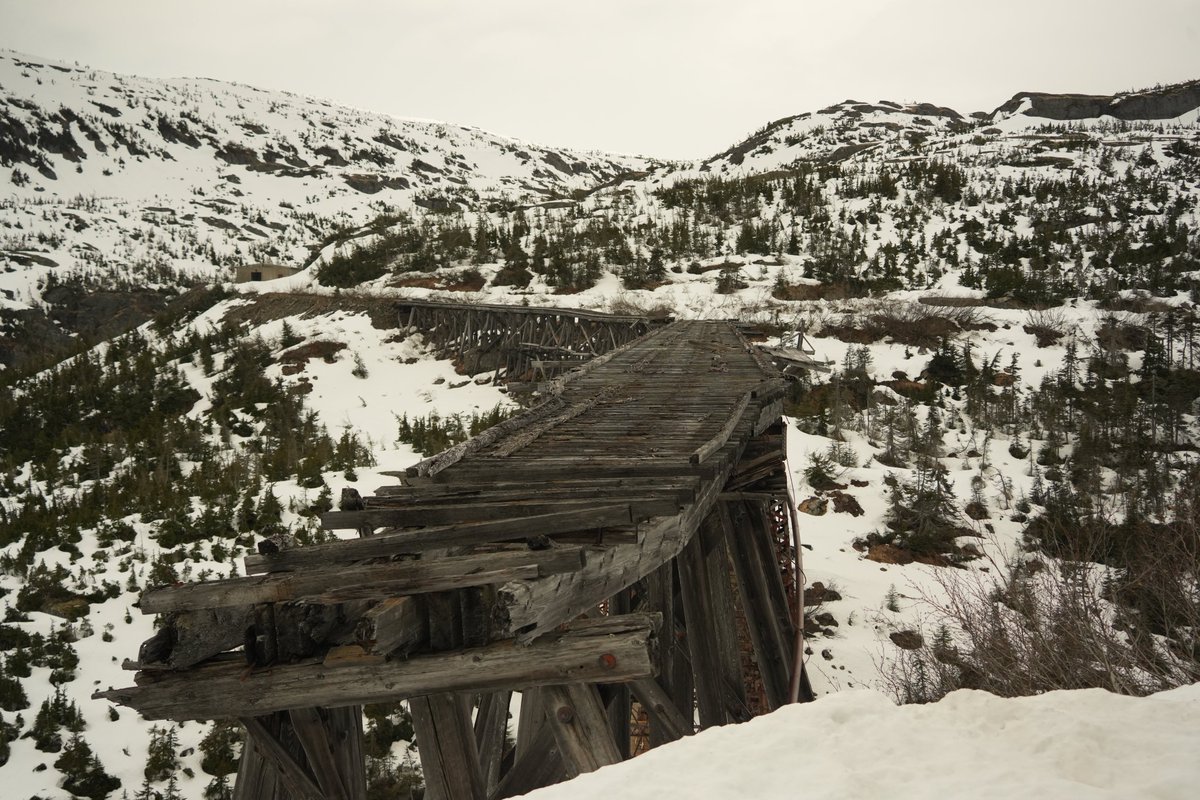 Michael Levin tweet media