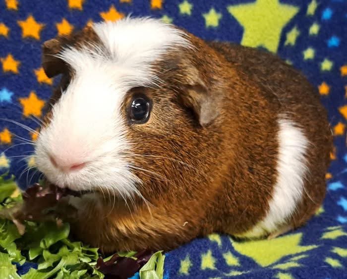 Critter Corral GPR tweet media