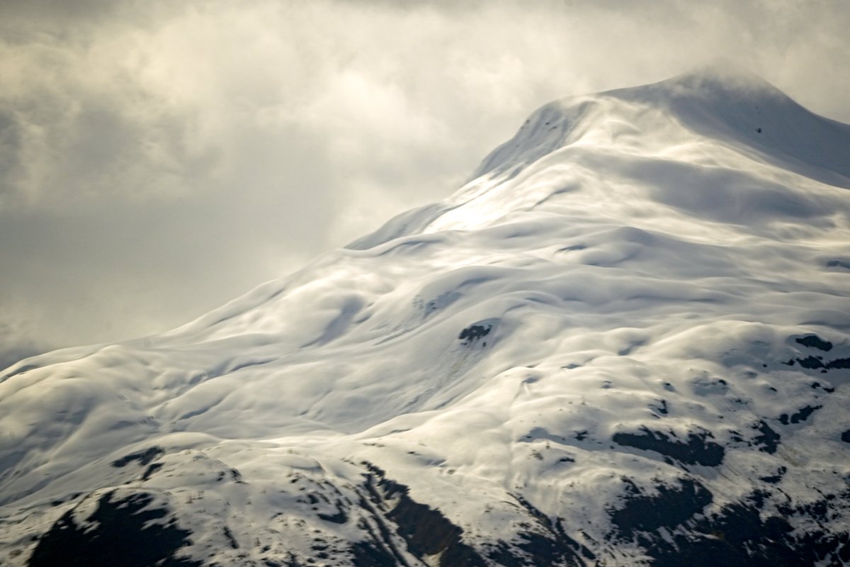 Michael Levin tweet media