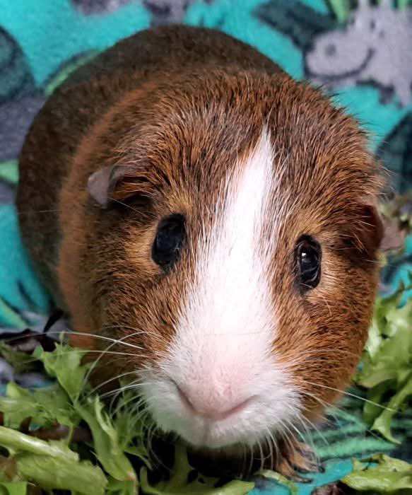 Critter Corral GPR tweet media