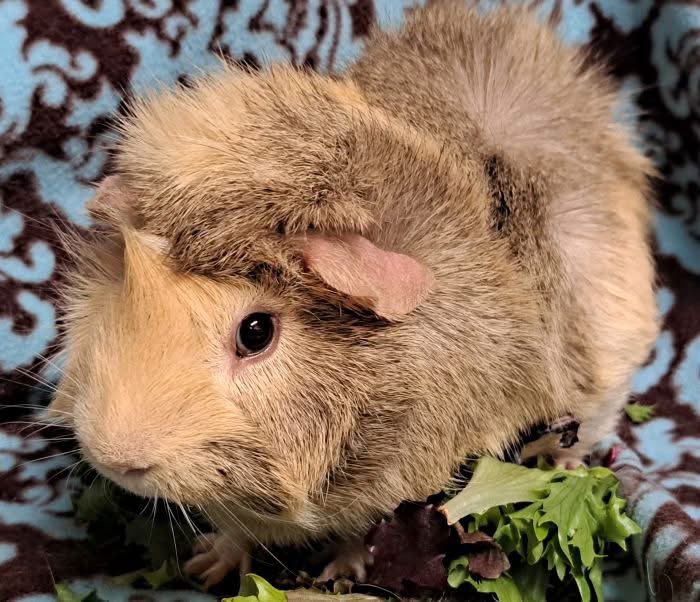 Critter Corral GPR tweet media