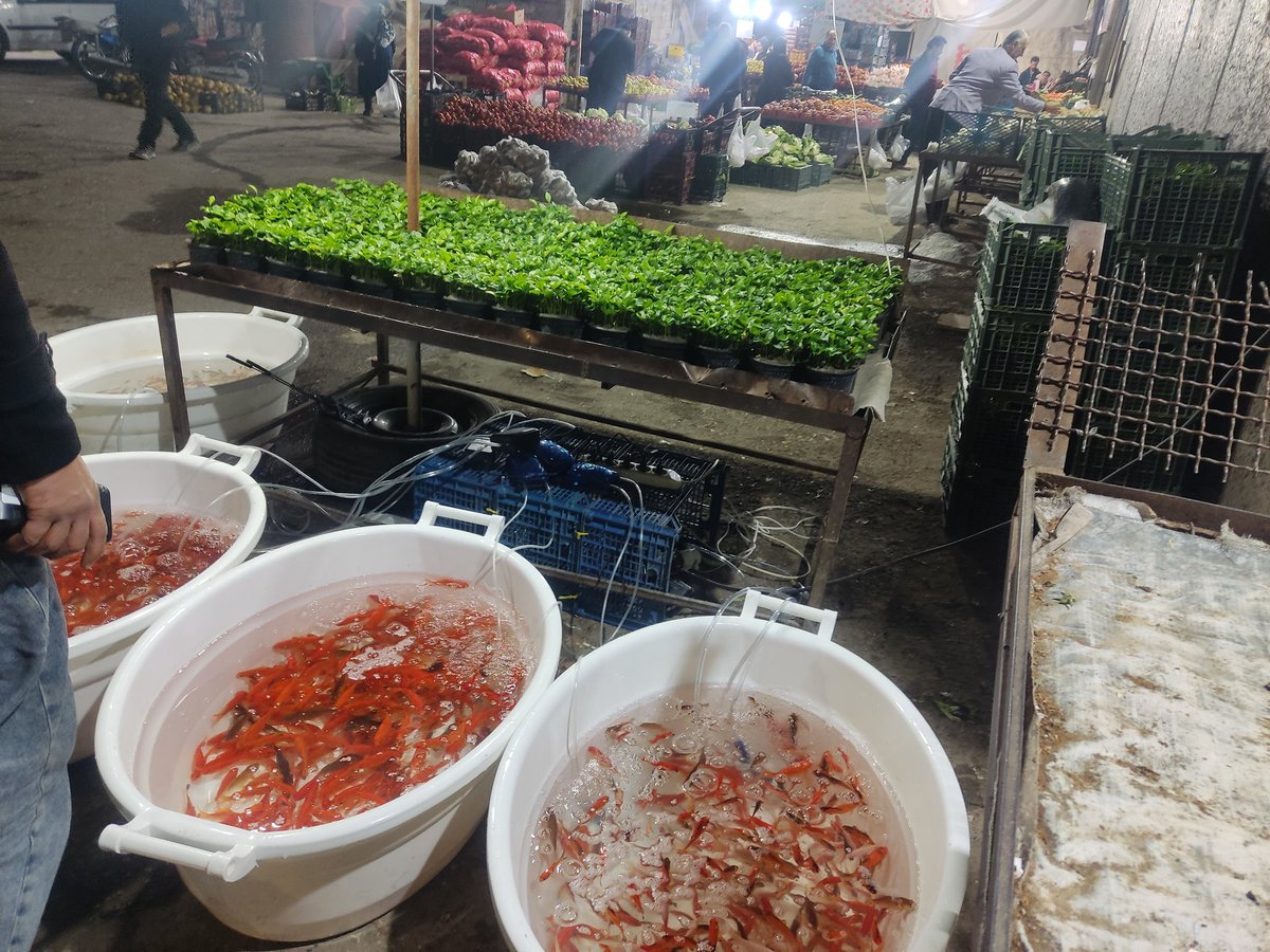 Barzin Jafartash 🍉🇮🇷 tweet media