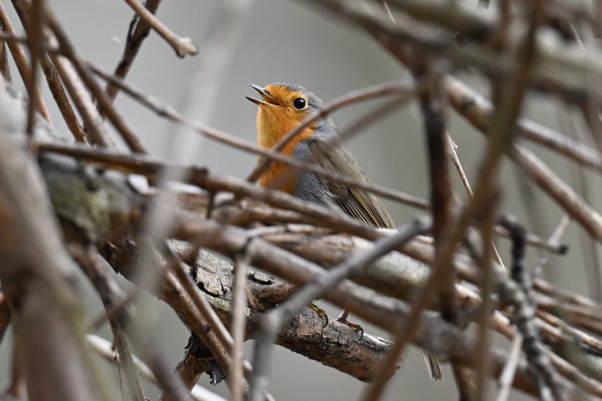 Lukas Smith tweet media