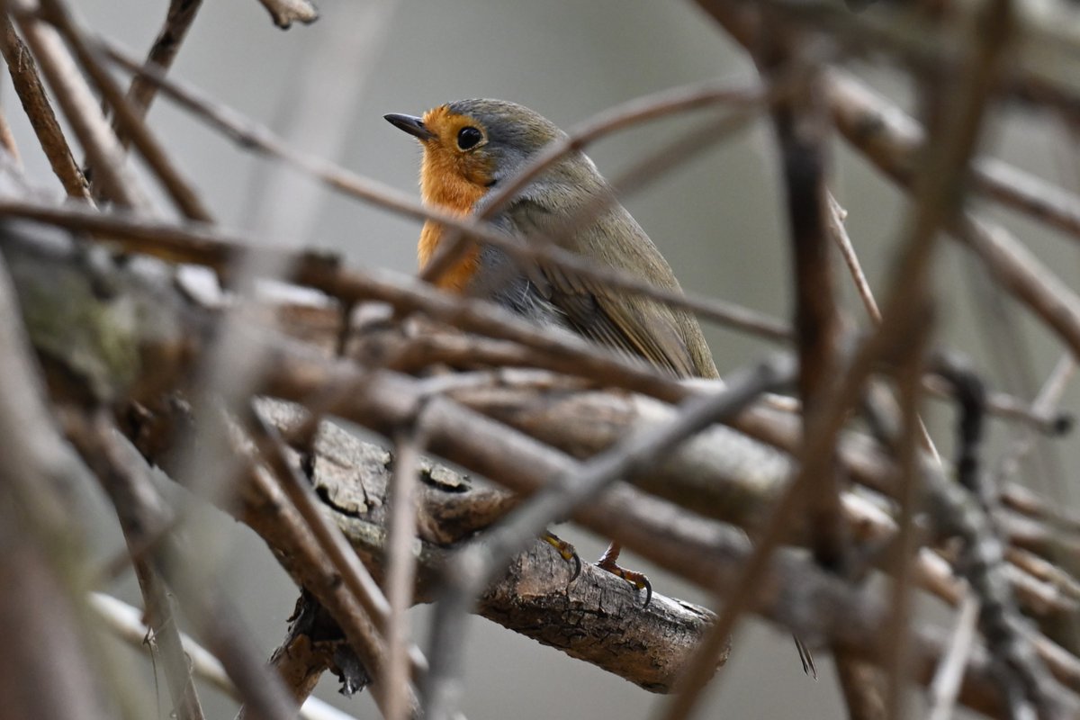 Lukas Smith tweet media