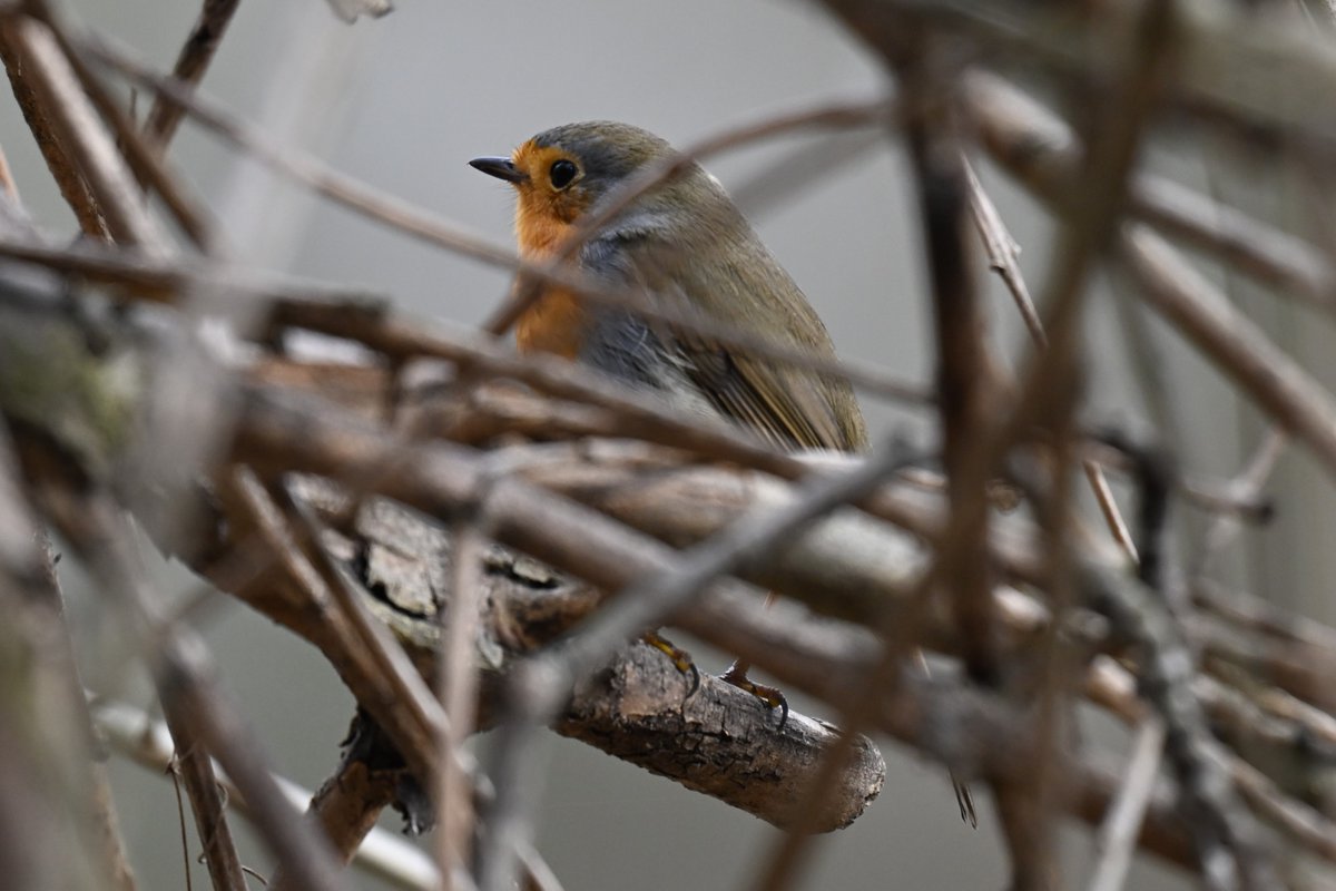 Lukas Smith tweet media