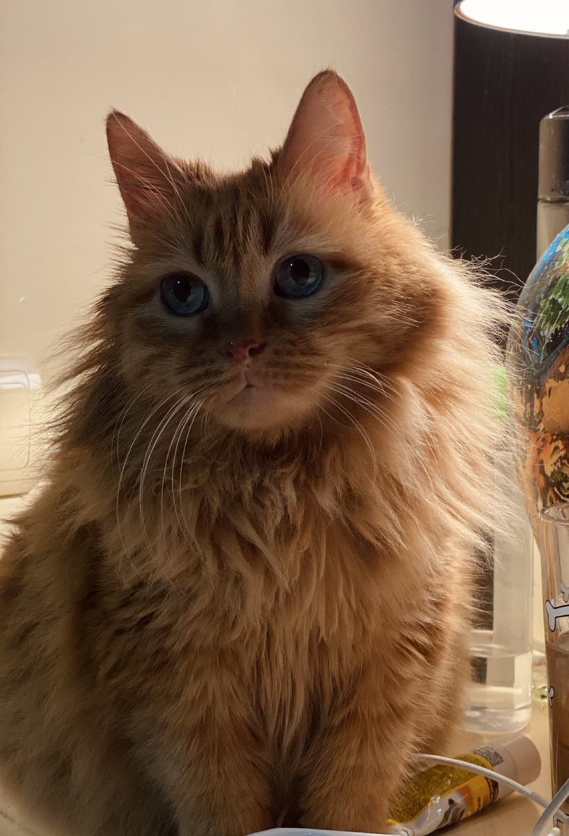 Selim | سليم tweet media