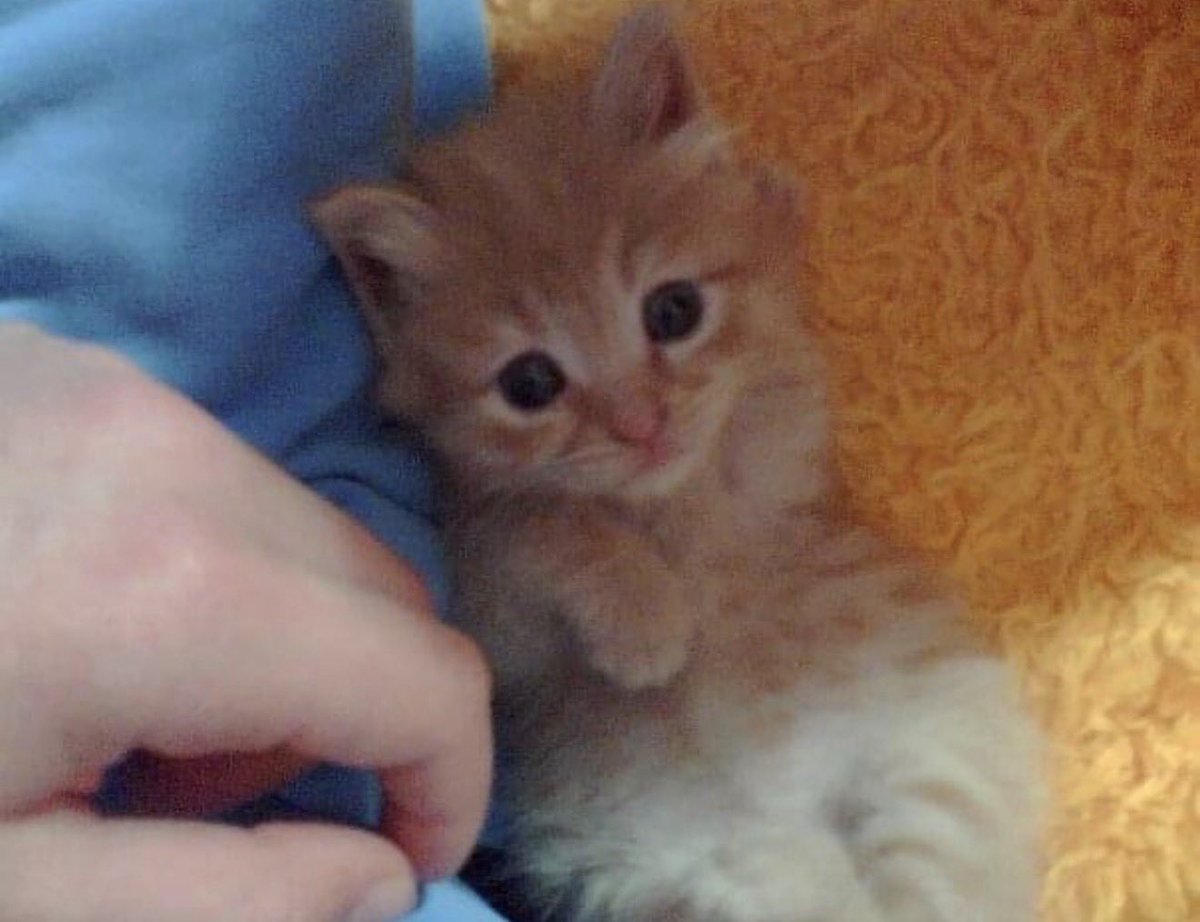 Selim | سليم tweet media