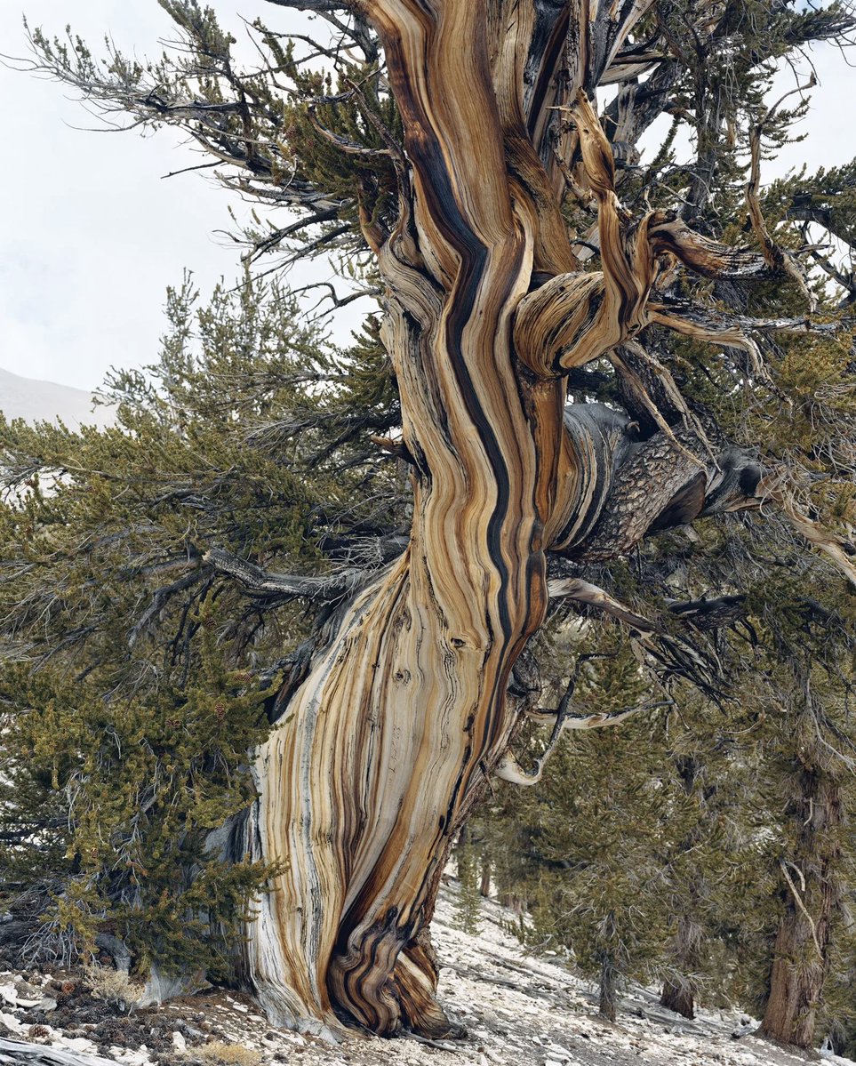 Old Growth by Mitch Epstein (2021–2023)