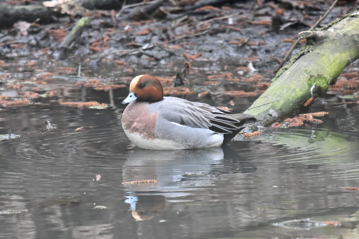 Lukas Smith tweet media