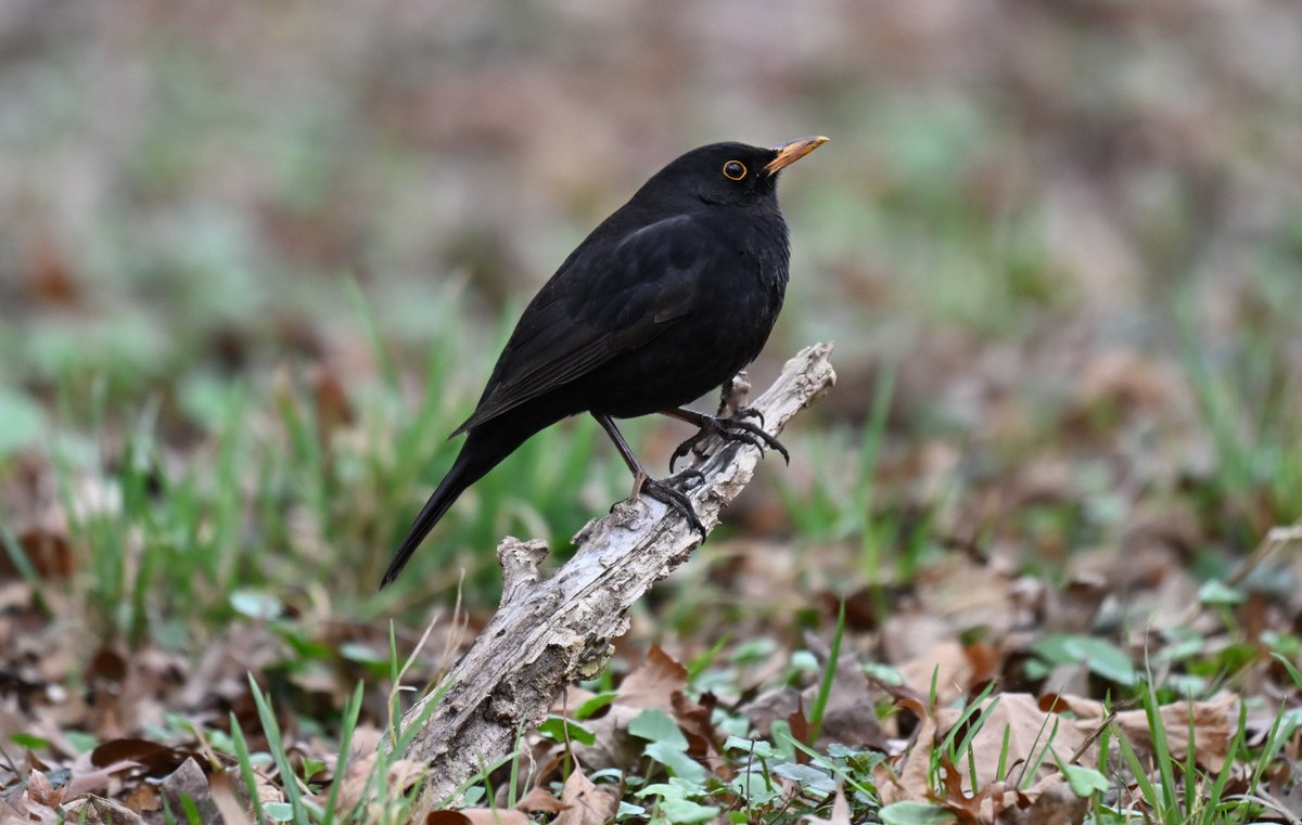 Lukas Smith tweet media