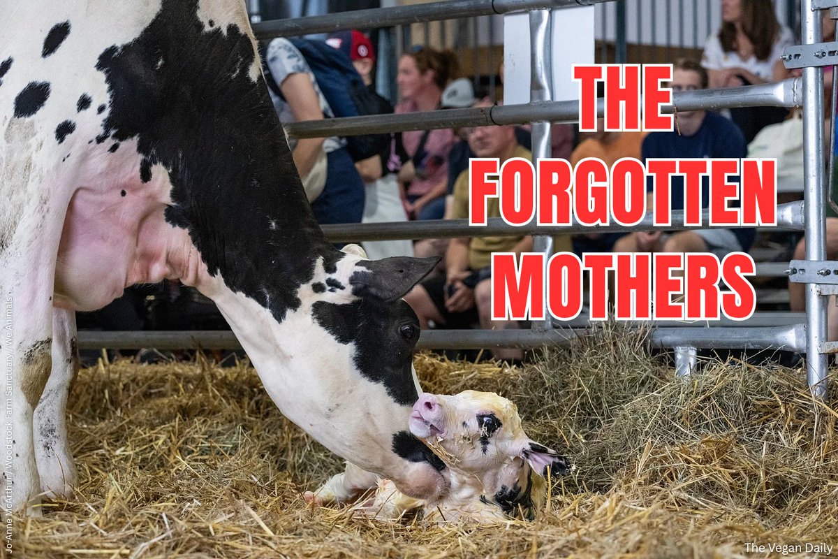 The_Vegan_Daily's tweet image. Every year in the #dairy industry, newborn calves are separated from their mothers, causing extreme distress. 🐄💔

How would you feel if this happened to you? 😢

This #MothersDay, extend your compassion to all mothers, regardless of species.