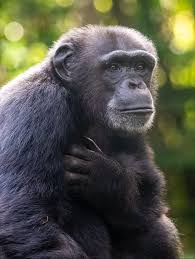 KIDS COMPASSION CHARITY tweet media