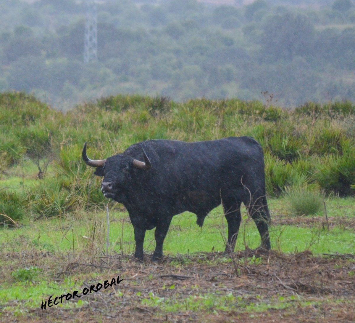 Héctor Orobal Martín tweet media