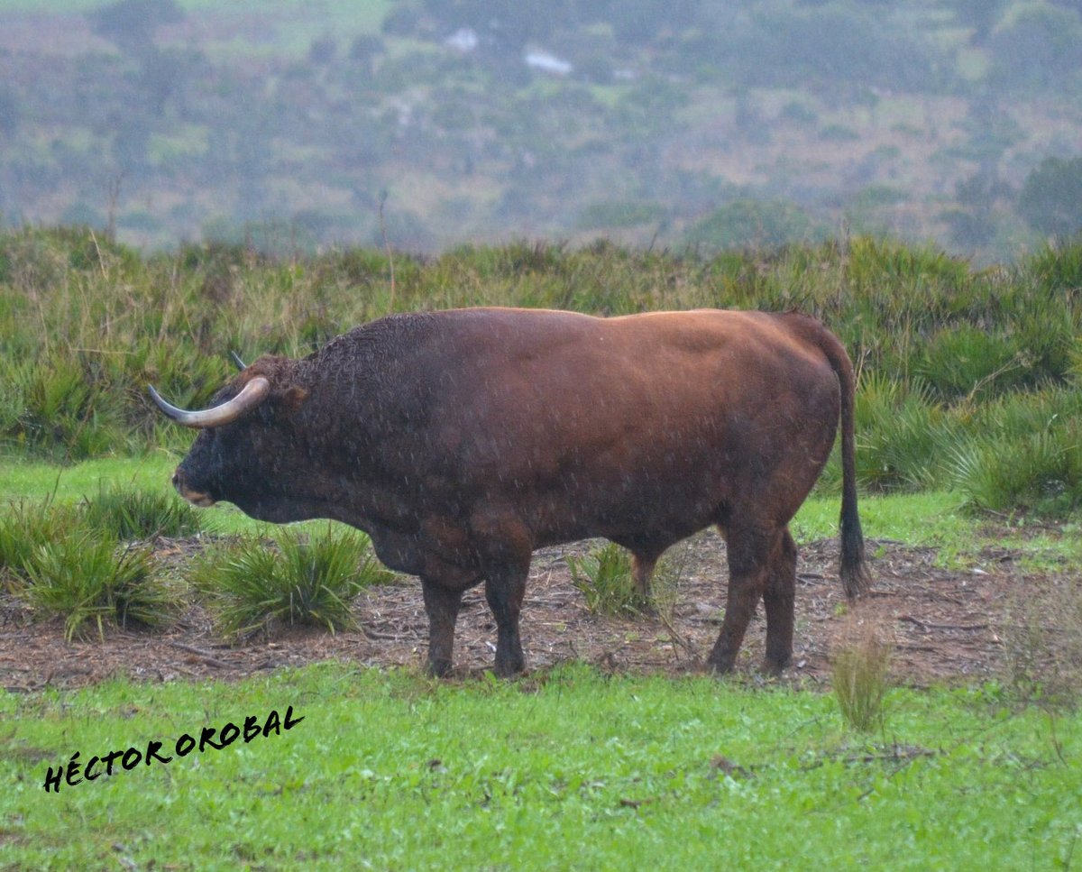 Héctor Orobal Martín tweet media