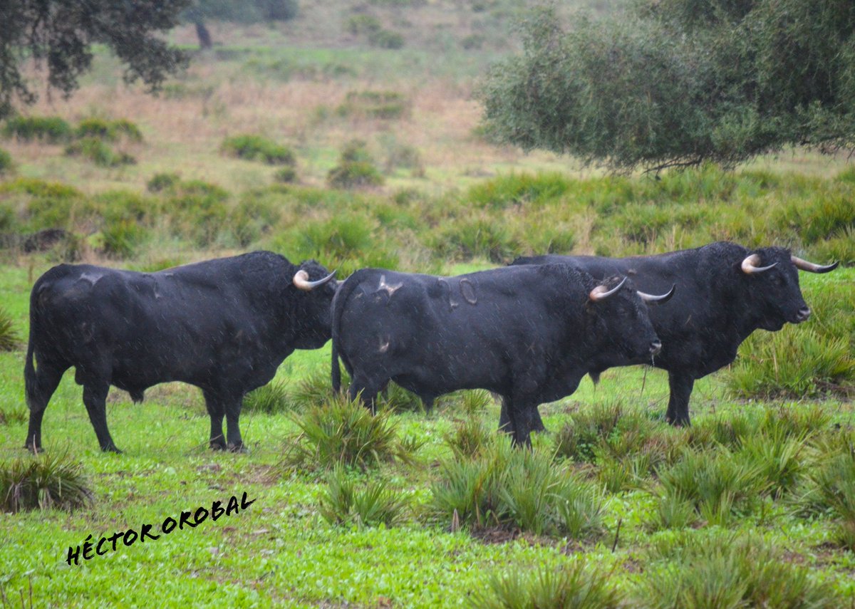 Héctor Orobal Martín tweet media