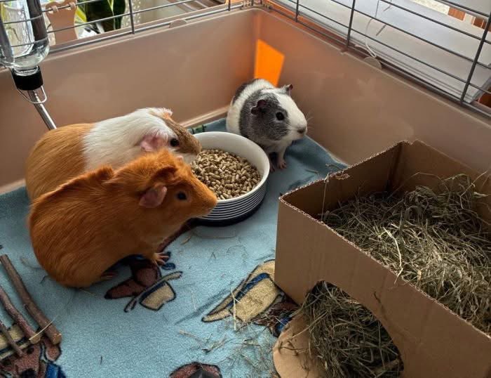 Critter Corral GPR tweet media